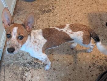 Corgi and Australian Cattle Dog Blue Heeler Dogs Available for Adoption - Charlie | PetCurious