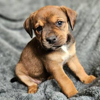 Phoenix -  American Foxhound and Rottweiler Dog for Adoption in Fairfax Station, Virginia - Phoenix | PetCurious
