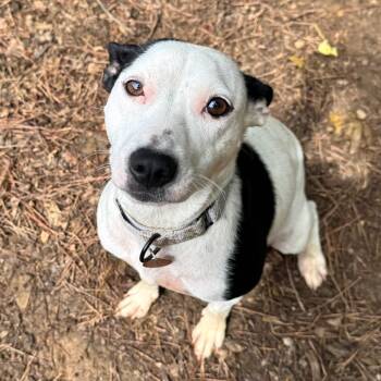 Mixed Breed Dogs Available for Adoption in Fredericksburg, Virginia - Loren | PetCurious