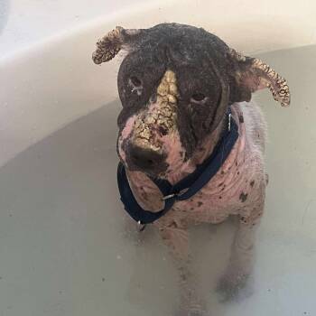 Rescue Mixed Breed Dogs for Adoption in Fredericksburg, Virginia - Full On Monet | PetCurious