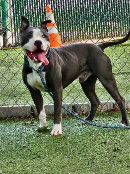 Mojito -  Mixed Breed and Pit Bull Terrier Dog for Adoption in Austin, Texas - Mojito | PetCurious