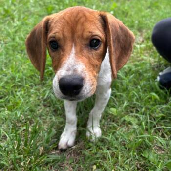 Crackle -  Beagle Dog for Adoption in Columbia, Missouri - Crackle | PetCurious