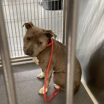 Terrier and English Bulldog Dogs Available for Adoption in Montgomery, Alabama - Deuce | PetCurious