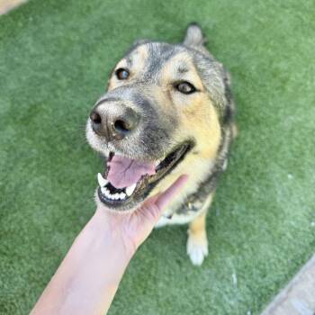 Nadia -  Shepherd Dog for Adoption in Agoura Hills, California - Nadia | PetCurious