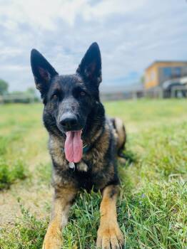 Izzy (GSD) -  German Shepherd Dog Dog for Adoption in Cody, Wyoming - Izzy (GSD) | PetCurious