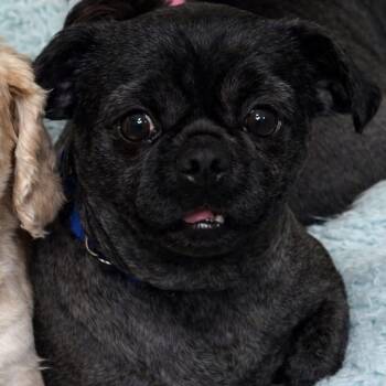 Shih Tzu Dogs Available for Adoption - Morris | PetCurious