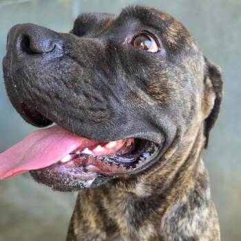 Mastiff Dogs Available for Adoption - Veronica | PetCurious