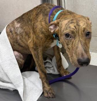 Hound and Mixed Breed Dogs Available for Adoption in Honolulu, Hawaii - Azalea | PetCurious