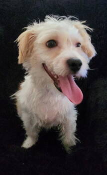 Rescue Shih Tzu and Yorkshire Terrier Dogs for Adoption in St. Louis, Missouri - Ely | PetCurious