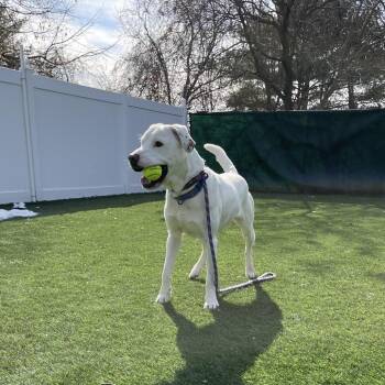 Mixed Breed Dogs Available for Adoption - Maximillian | PetCurious