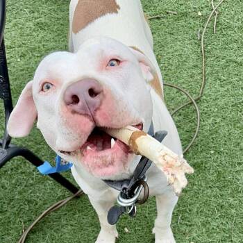 American Staffordshire Terrier Dogs Available for Adoption in Redmond, Washington - CJ | PetCurious