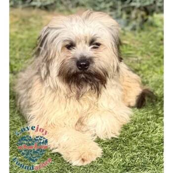 Lhasa Apso and Havanese Dogs Available for Adoption - Cantaloupe COH | PetCurious