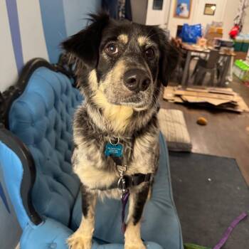 Shepherd and Mixed Breed Dogs Available for Adoption - Natalie | PetCurious