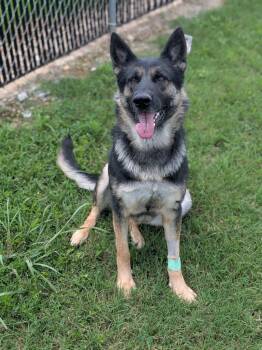 Karma -  German Shepherd Dog Dog for Adoption in Springfield, Tennessee - Karma | PetCurious