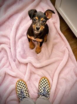 Nala Snuggles -  Terrier and Mixed Breed Dog for Adoption in Saugus, Massachusetts - Nala Snuggles | PetCurious
