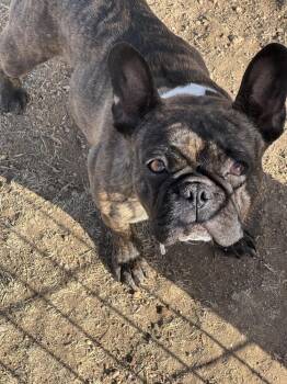French Bulldog Dogs Available for Adoption - Iggy | PetCurious