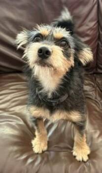 Rocket -  Terrier Dog for Adoption in Pasco, Washington - Rocket | PetCurious