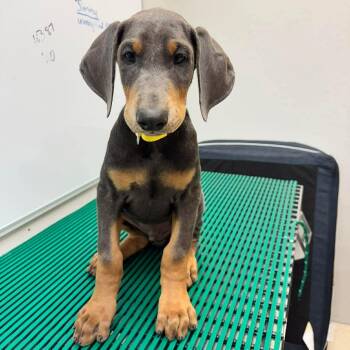 Doberman Pinscher Dogs Available for Adoption in Wichita, Kansas - Iron | PetCurious
