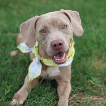CATALINA -  Weimaraner Dog for Adoption in San Antonio, Texas - CATALINA | PetCurious