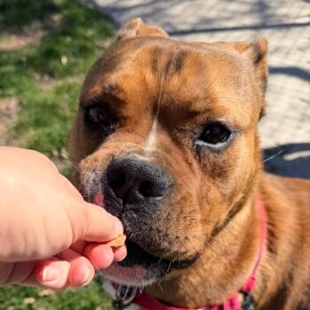Boxer and American Staffordshire Terrier Dogs Available for Adoption - Scooby | PetCurious