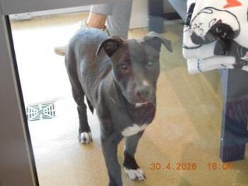 Labrador Retriever and Mixed Breed Dogs Available for Adoption in North Richland Hills, Texas - Tejas | PetCurious