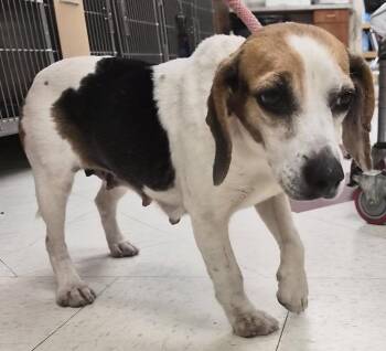 Reba -  Beagle Dog for Adoption in Saint Clairsville, Ohio - Reba | PetCurious