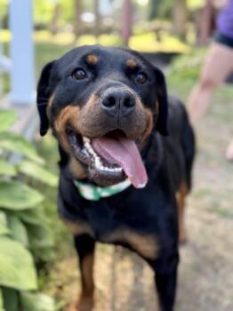 Milady -  Rottweiler Dog for Adoption in Deering, New Hampshire - Milady | PetCurious
