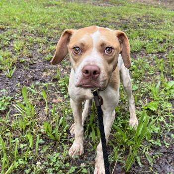Rescue Mixed Breed Dogs for Adoption in Chattanooga, Tennessee - Sweet Pea | PetCurious