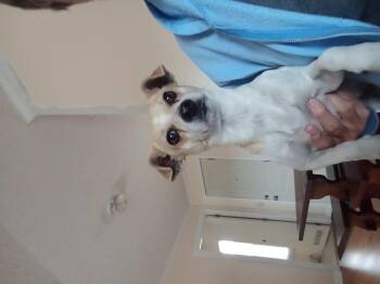 Chihuahua Dogs Available for Adoption in Macclesfield, North Carolina - Little Man | PetCurious