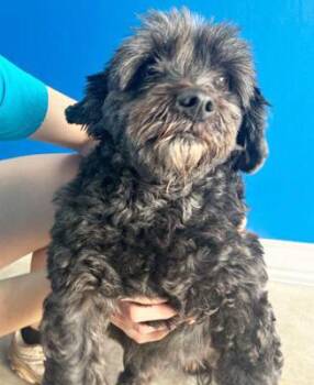 Cocker Spaniel and Standard Poodle Dogs Available for Adoption - MARS | PetCurious