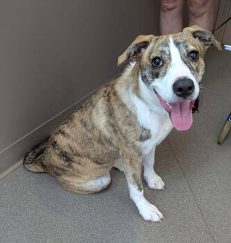 Cassiopeia -  Pit Bull Terrier Dog for Adoption in La Porte, Indiana - Cassiopeia | PetCurious