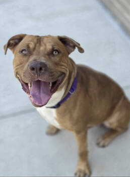 Rescue Labrador Retriever and Mixed Breed Dogs for Adoption in Austin, Texas - Leroy | PetCurious