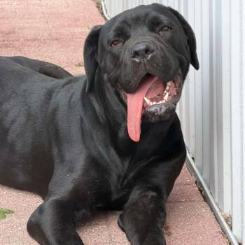 Mixed Breed Dogs Available for Adoption in Lake Panasoffkee, Florida - Cassie | PetCurious