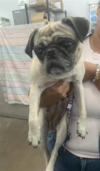 MARY -  Mixed Breed Dog for Adoption in Dallas, Texas - MARY | PetCurious