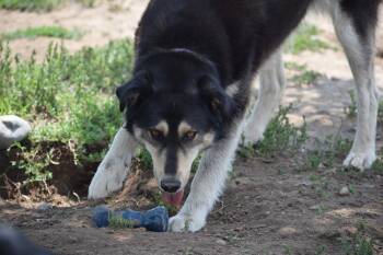 Roxy -  Husky and Golden Retriever Dog for Adoption in Salmon, Idaho - Roxy | PetCurious