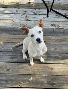 Pit Bull Terrier and Chihuahua Dogs Available for Adoption - Marley | PetCurious