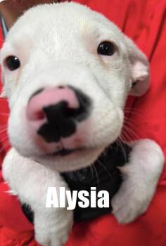 Hound and Terrier Dogs Available for Adoption in Irwin, Pennsylvania - Alysia | PetCurious