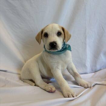 Mary -  Mixed Breed Dog for Adoption in Canal Winchester, Ohio - Mary | PetCurious