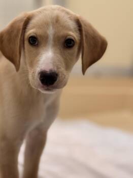 Hound Dogs Available for Adoption in Pawleys Island, South Carolina - Mustard | PetCurious