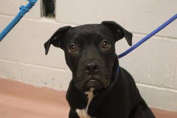 BENTLEY -  Mixed Breed Dog for Adoption in Columbia, South Carolina - BENTLEY | PetCurious