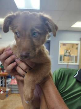 lucy -  Australian Shepherd and Mixed Breed Dog for Adoption in Brownwood, Texas - Lucy | PetCurious