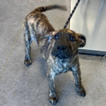 Mixed Breed Dogs Available for Adoption in Las Cruces, New Mexico - Lemon | PetCurious