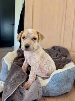 Rachel -  Mixed Breed Dog Available for Adoption in Wilsall, Montana - Rachel | PetCurious