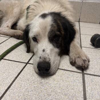 Nugget -  Mixed Breed Dog for Adoption in Charleston, West Virginia - Nugget | PetCurious