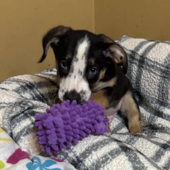 Izzy Pup: Storm -  Dachshund and Mixed Breed Dog for Adoption in Falls Church, Virginia - Izzy Pup: Storm | PetCurious