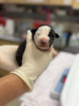 A1933361 -  Pit Bull Terrier and Mixed Breed Dog for Adoption in Riverside, California - A1933361 | PetCurious