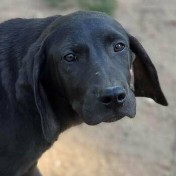Coonhound and Terrier Dogs Available for Adoption - Clampett | PetCurious
