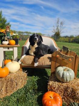 Rescue Australian Shepherd Dogs for Adoption in Sprakers, New York - Danica | PetCurious