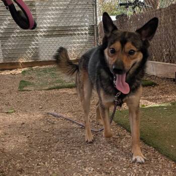 Cleetus -  Cattle Dog and Shepherd Dog for Adoption in Austin, Texas - Cleetus | PetCurious