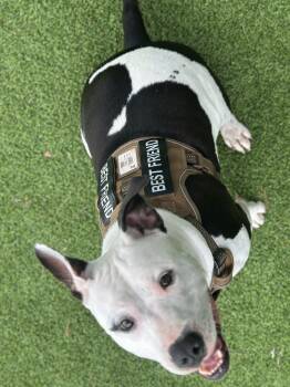Pope -  American Bulldog Dog for Adoption in Lakeland, Florida - Pope | PetCurious